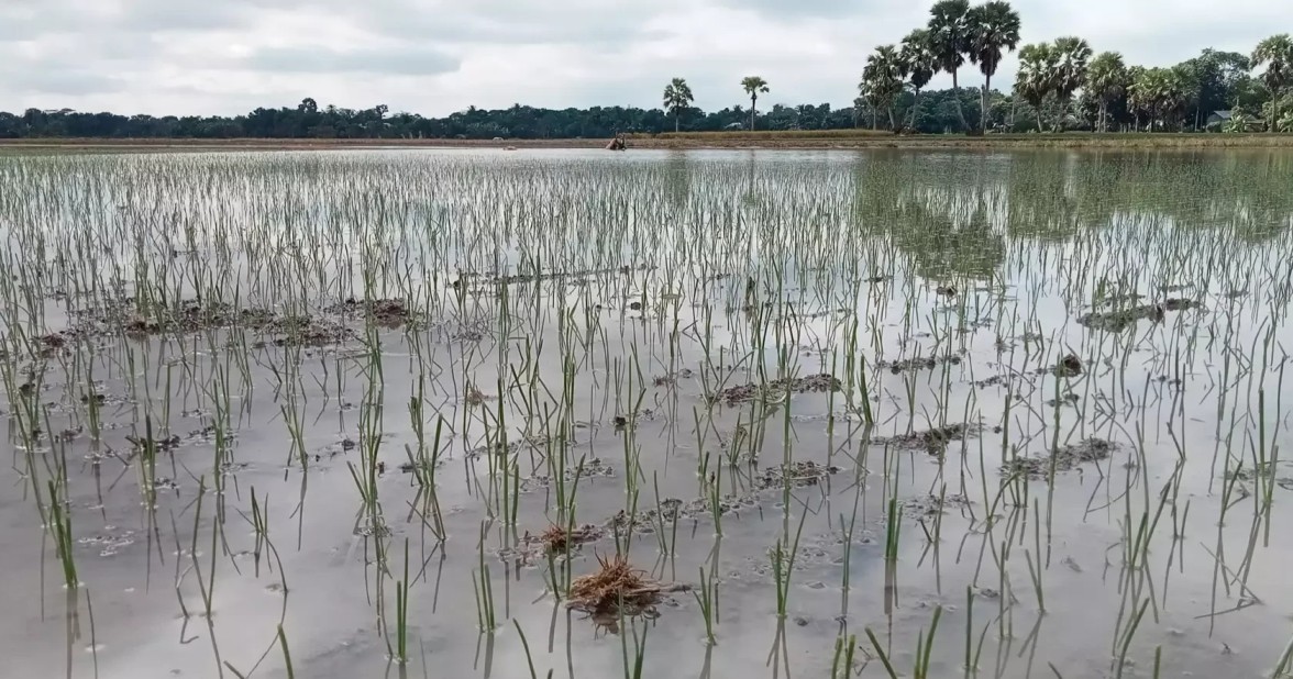 Heavy rainfall threatens onion harvest in Faridpur