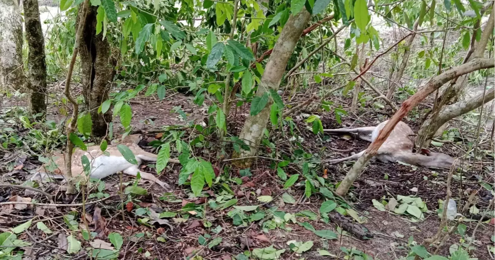 Cyclone Remal: Animal death toll in Sundarbans rises to 100