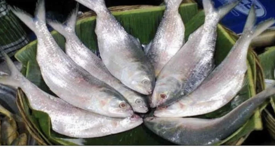 Chandpur wholesale market flooded with hilsa, price coming down