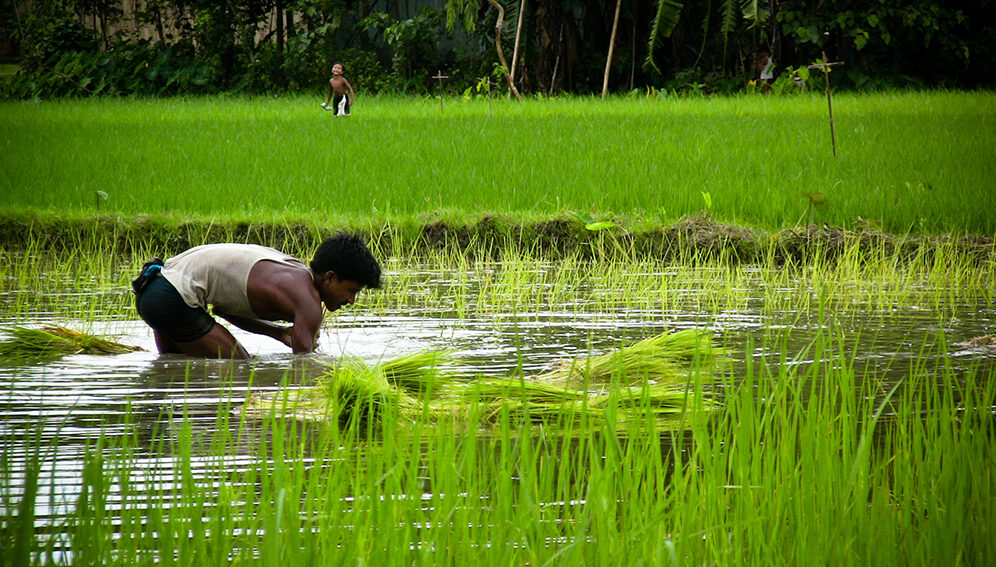 Food for All: AL Manifesto Emphasizes Agricultural Development for a Hunger-Free Bangladesh