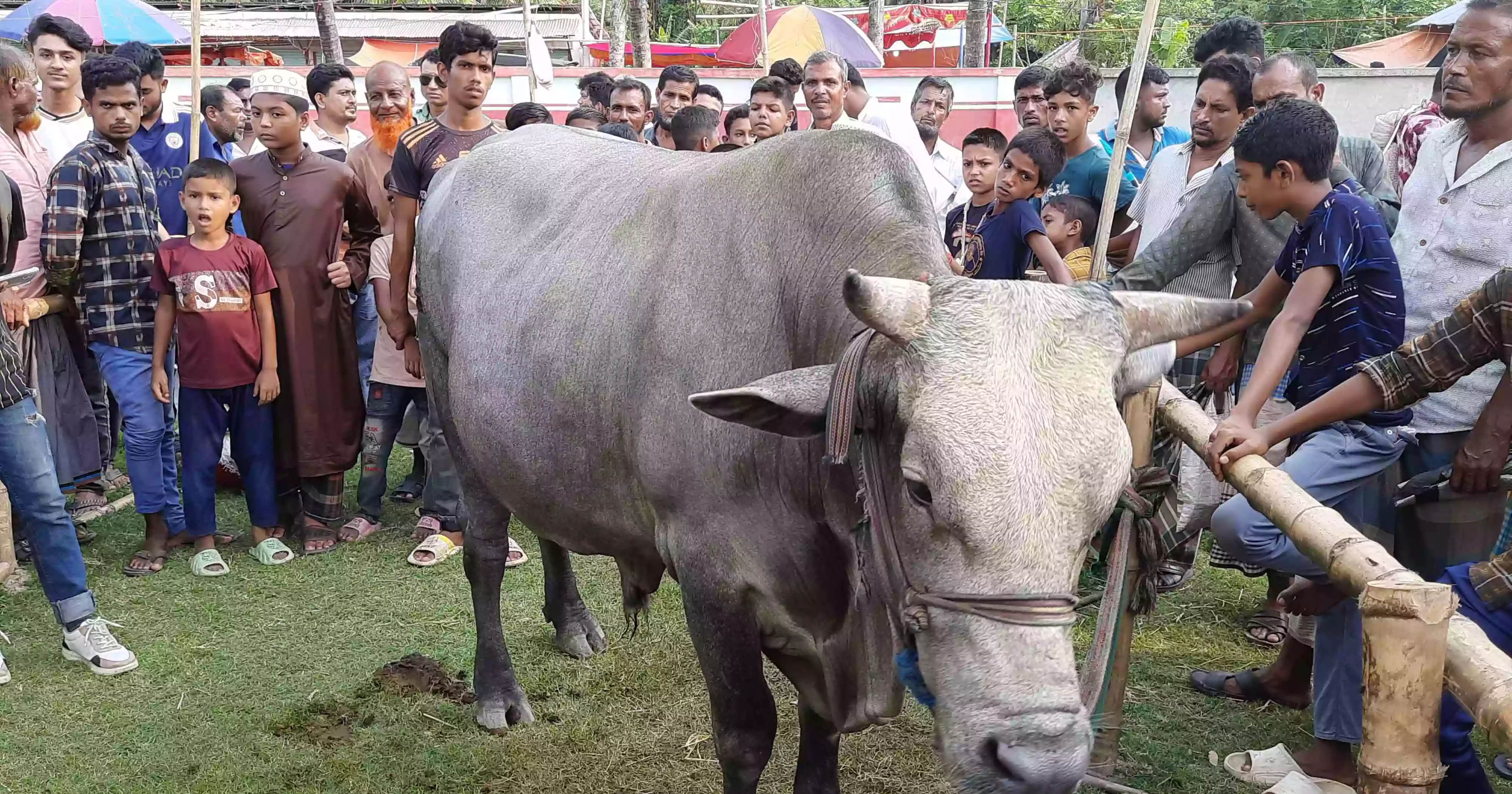 Sales still low though crowd gathering at Bagerhat cattle markets