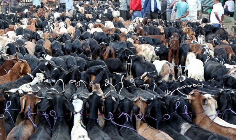 Which Dhaka cattle market exclusively sells goats?