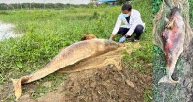 Endangered dolphin found dead in Halda River