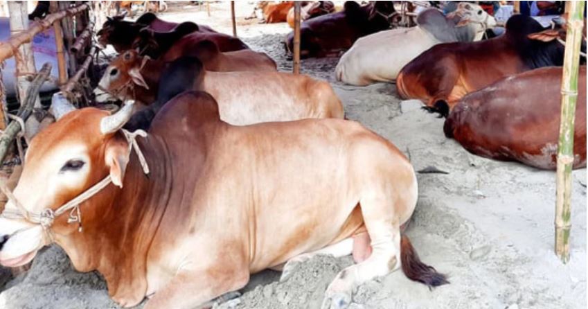 1,76,690 sacrificial animals ready in Chapainawabganj