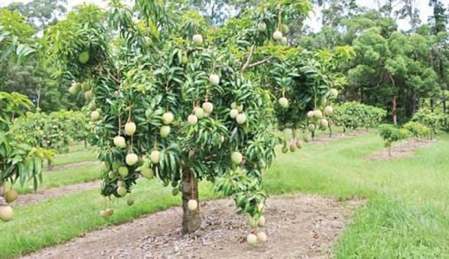 Mango harvesting in Rajshahi begins tomorrow