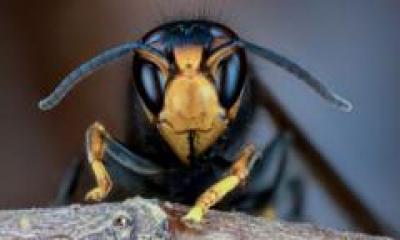 UK bees in danger as Asian hornet sightings rise