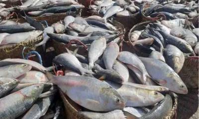 22-day hilsa fishing ban begins at midnight