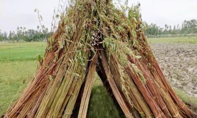 Gaibandha farmers worried about jute processing due to lack of adequate water