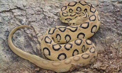 Russell’s Viper: Myths, facts and everything you need to know