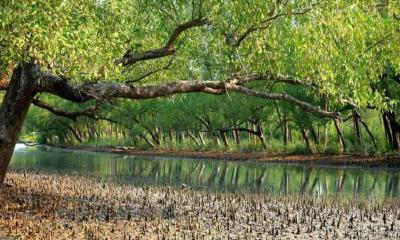 Sundarbans reopens to tourists, foresters after three-month closure