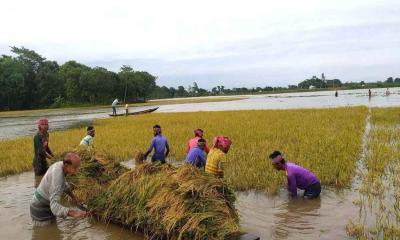 Crops worth Tk 724 cr washes away due to heavy rains, landslides in only 15 days