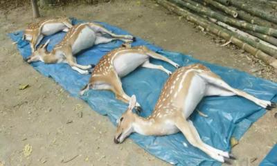 4 deer die while being shifted to Bogura from Dhaka Zoo