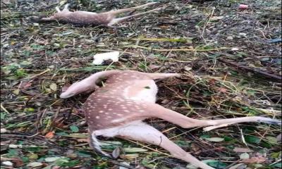 12 more deer found dead in Sundarbans after Cyclone Remal