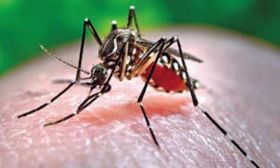 Dengue causes another death, 51 new hospitalizations