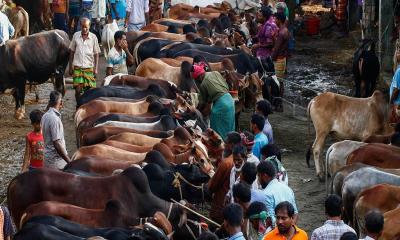 Supply of sacrificial animals for Eid-ul-Adha exceeds demand