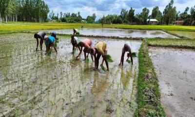 Five out of seven crops fail to meet agricultural production targets