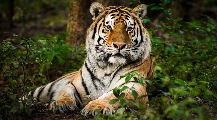 Tigers emerging again in Sundarbans!