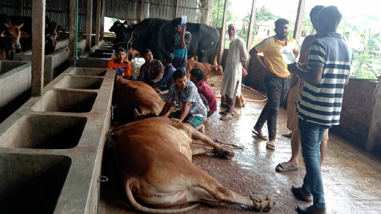 নেপিয়ার ঘাস খেয়ে মারা গেল ২৭ গরু