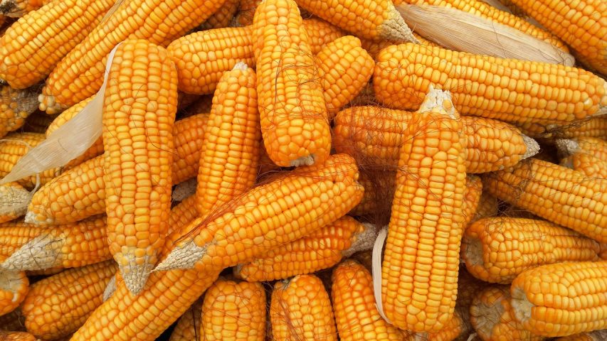 Maize production increased by 8 lakh tonnes in one year