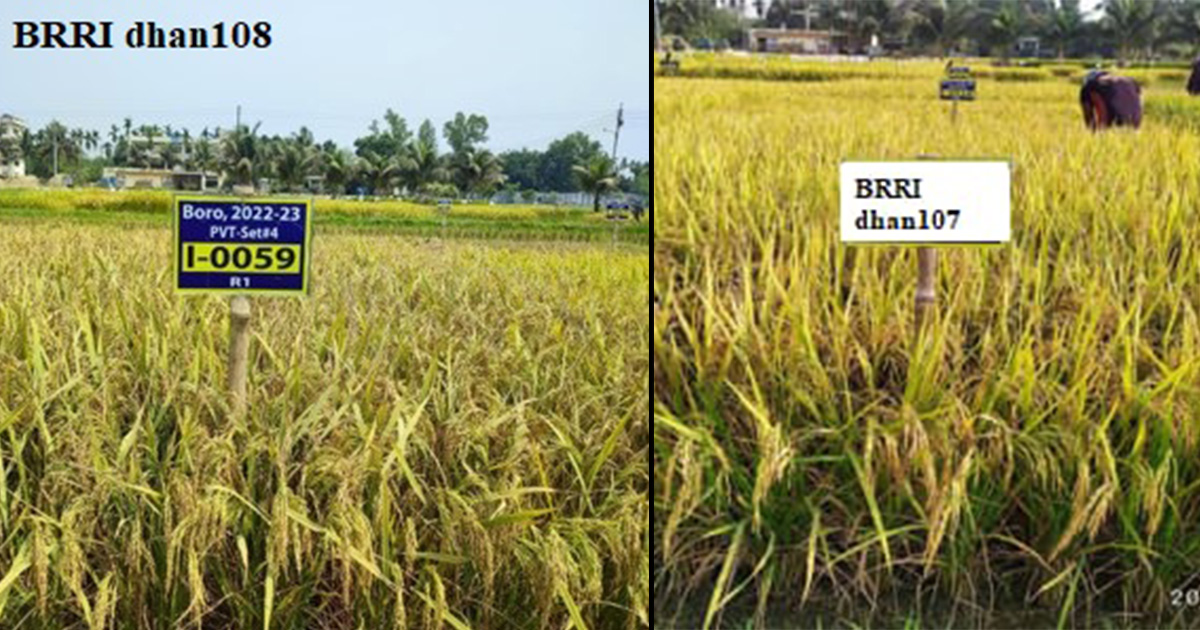 NSB approves two new Boro paddy varieties on Tuesday