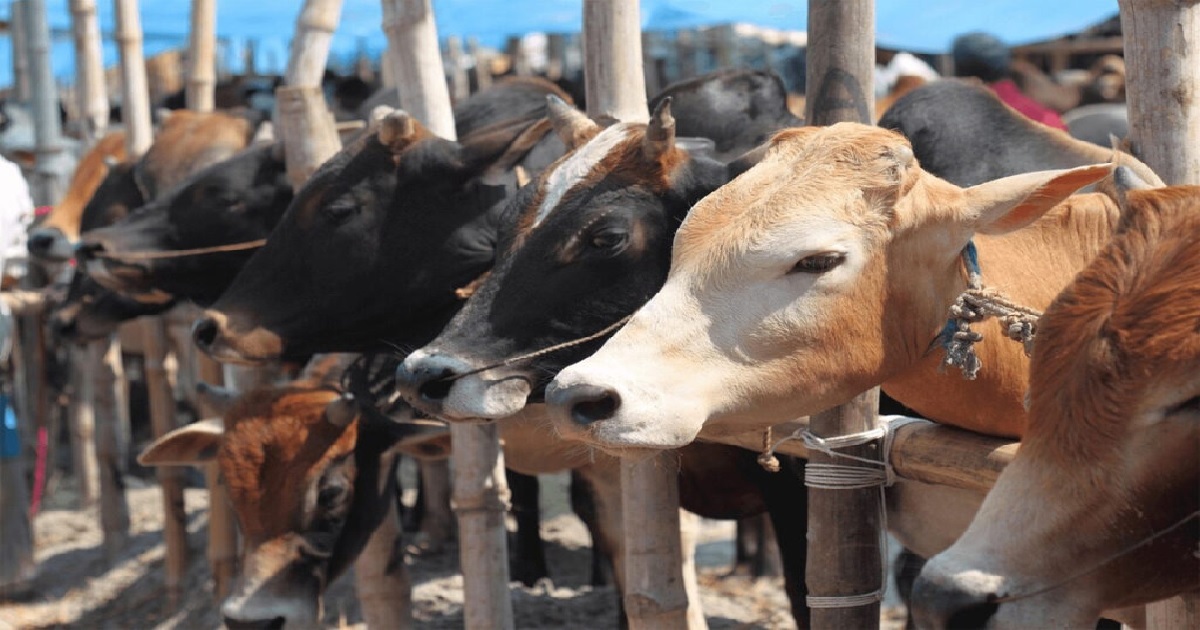 দেশে কোরবানিযোগ্য পশু বেশি আছে ২১ লাখ ৪১ হাজার