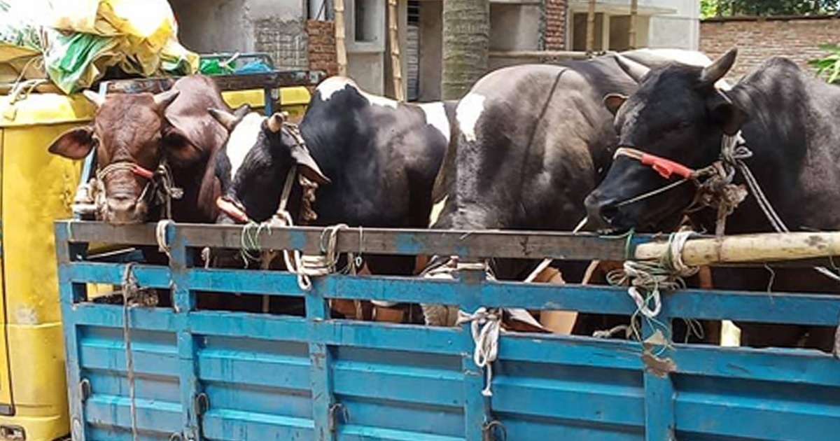 গরুর ট্রাক ছিনতাইচেষ্টা যুবলীগ নেতার; চার গ্রেপ্তার