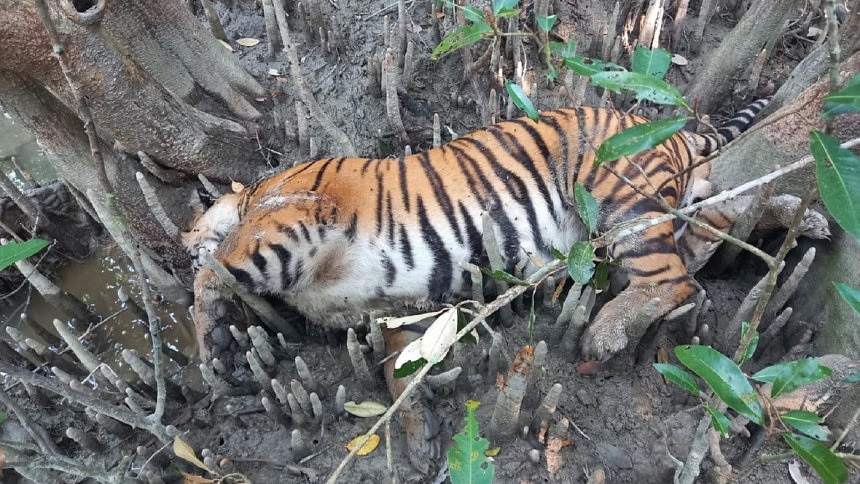 সুন্দরবনে মিললো বাঘের মরদেহ