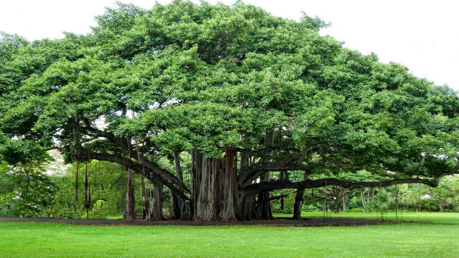 শুধু মানুষ নয় এখন কথা বলতে পারবে গাছপালাও