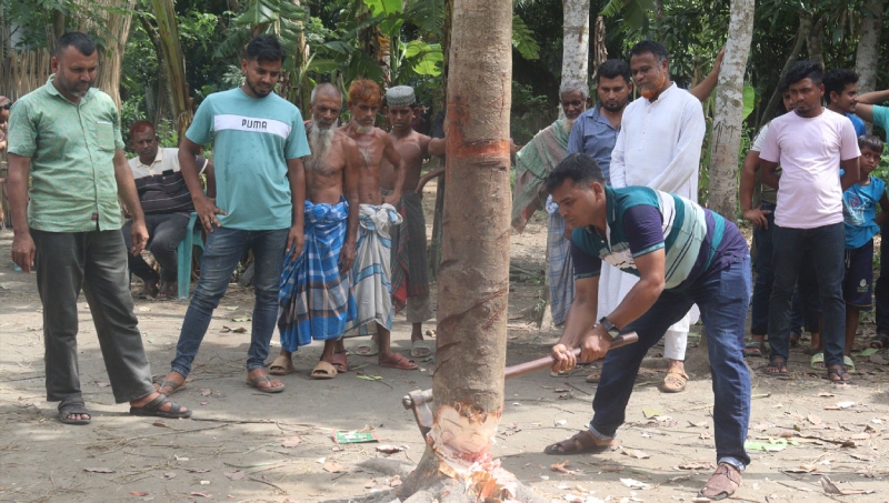 কেটে ফেলা হলো ‘কথা বলা’ সেই গাছ 