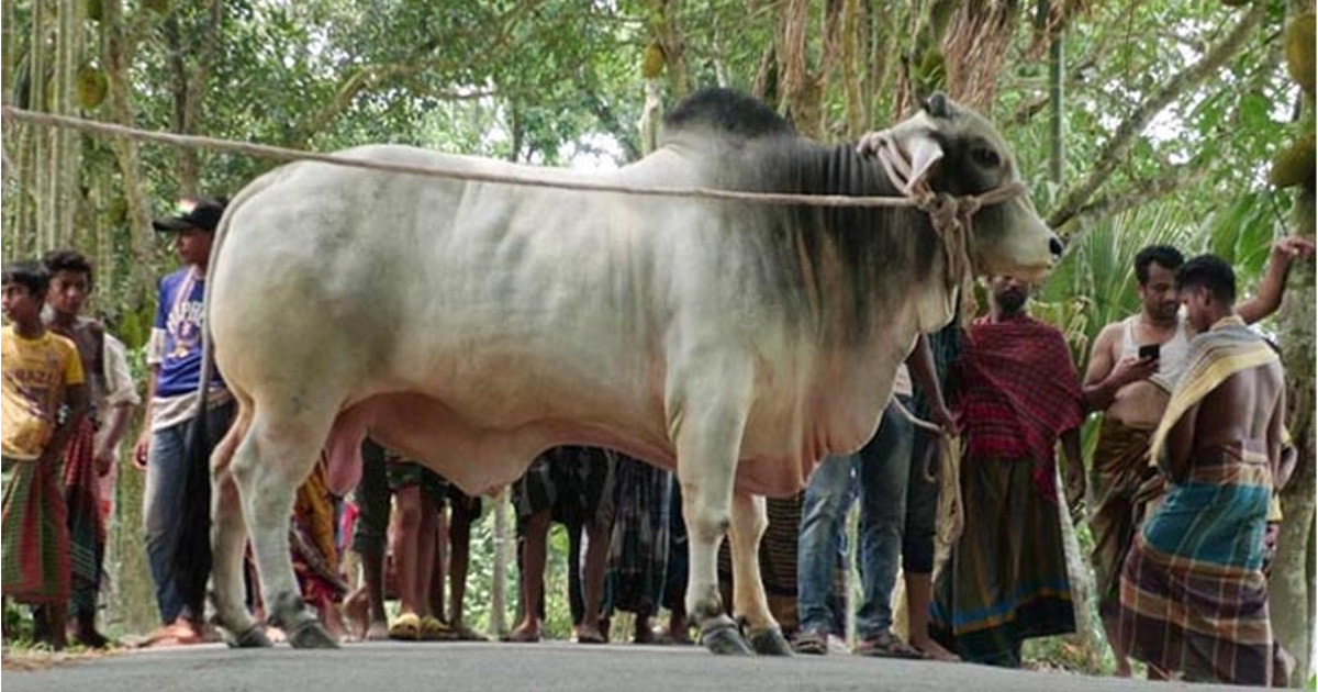 কৃষকের কাছ থেকে কোরবানির গরু উপহার পেলেন প্রধানমন্ত্রী