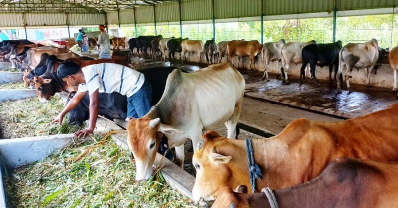 “Zayed Khan” priced at Tk 15 lakh sparks excitement in Chandpur cattle market