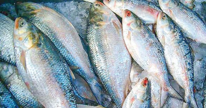 Writ petition seeks permanent ban on export of hilsa