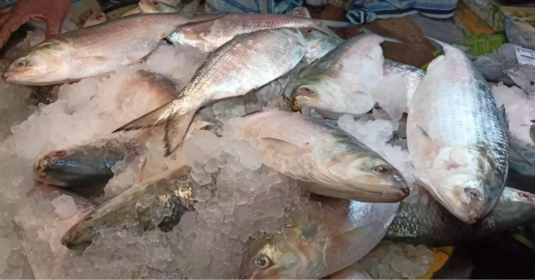 Bangladesh approves 3000 mts of Hilsa export to India ahead of Durga Puja