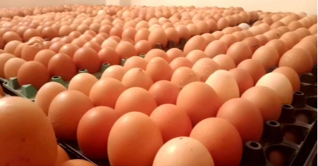 Government okays import of 4 crore more eggs to keep market stable