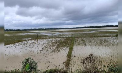 ফেনীর ৬ উপজেলায় শুধু কৃষিতেই ক্ষতি ৪৫১ কোটি ২০ লাখ টাকা