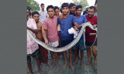 রাসেলস ভাইপার ভেবে অজগর পিটিয়ে মারলেন ইউপি সদস্য