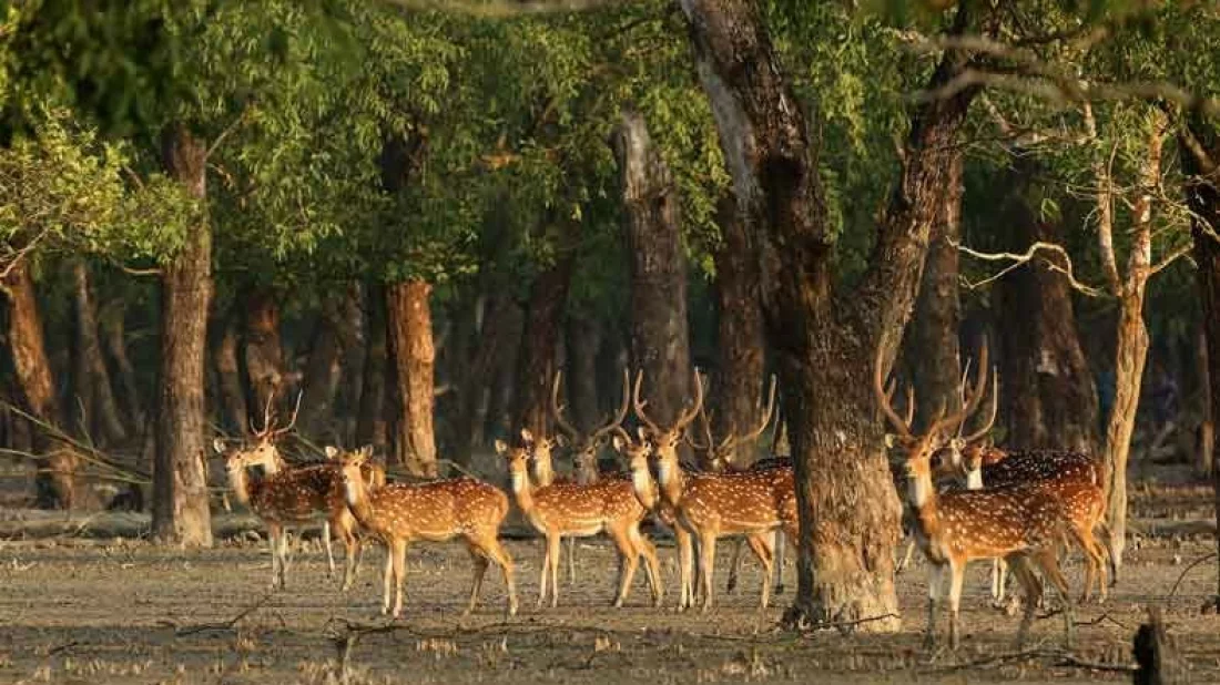 Sundarbans set to reopen Sunday after 3-month closure