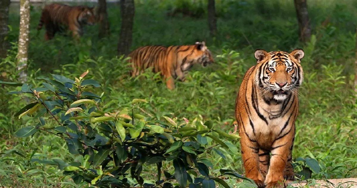 Tiger population in Sundarbans set to increase: Results of latest survey to be announced on October 8