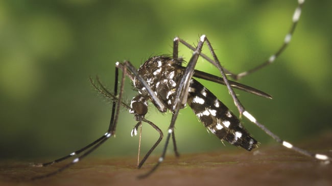 10 vigilance teams formed to curb dengue outbreak