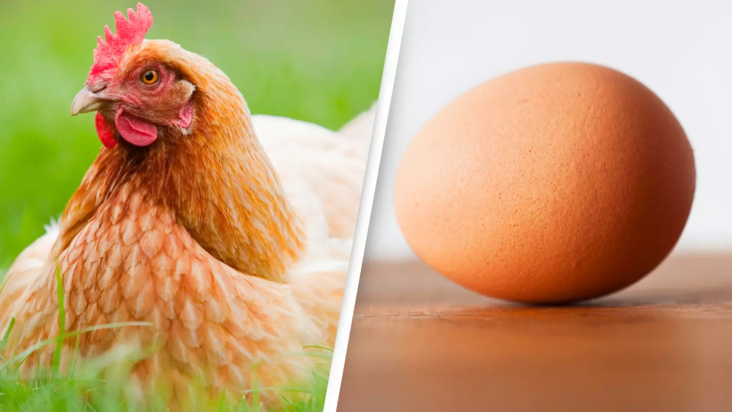 Big Poultry Producers Flourish as Egg and Chicken Sales Surge