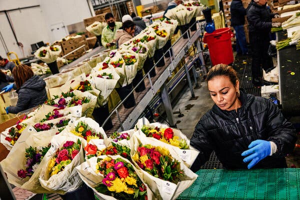 Valentine’s rush boosts flower imports through Miami despite higher costs