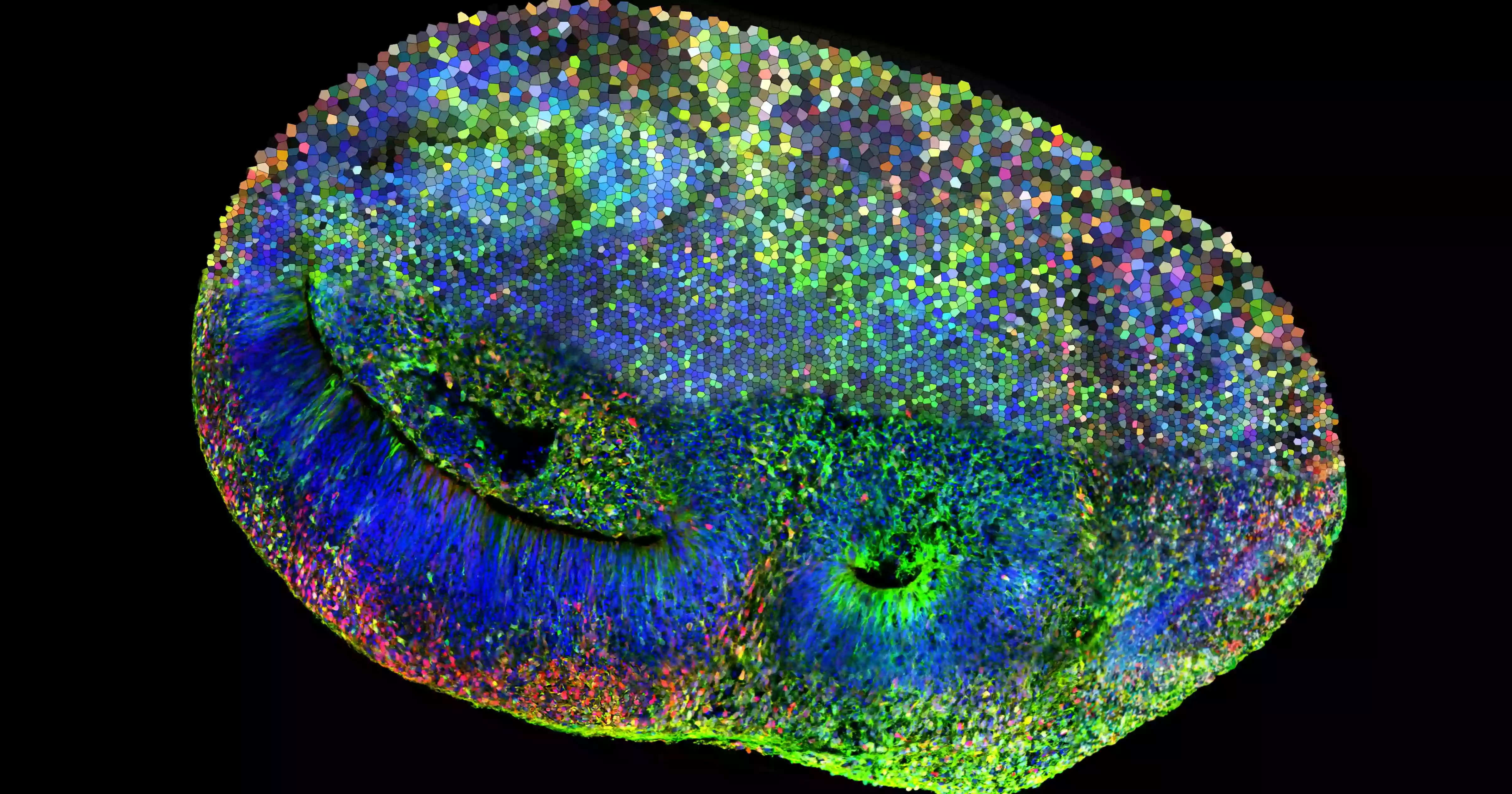 Brain organoids show goal-directed learning in control task
