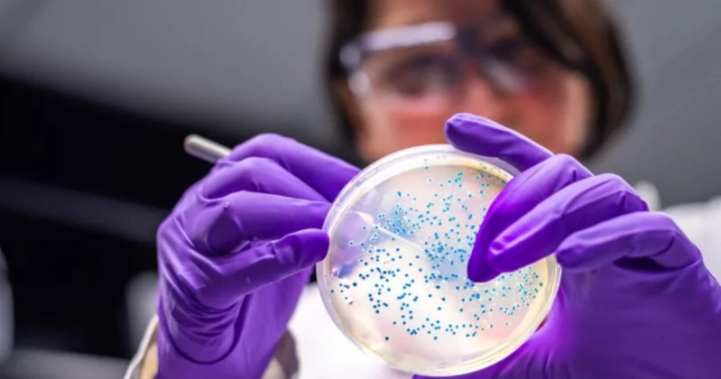 The bacteria turning plastic waste into painkillers