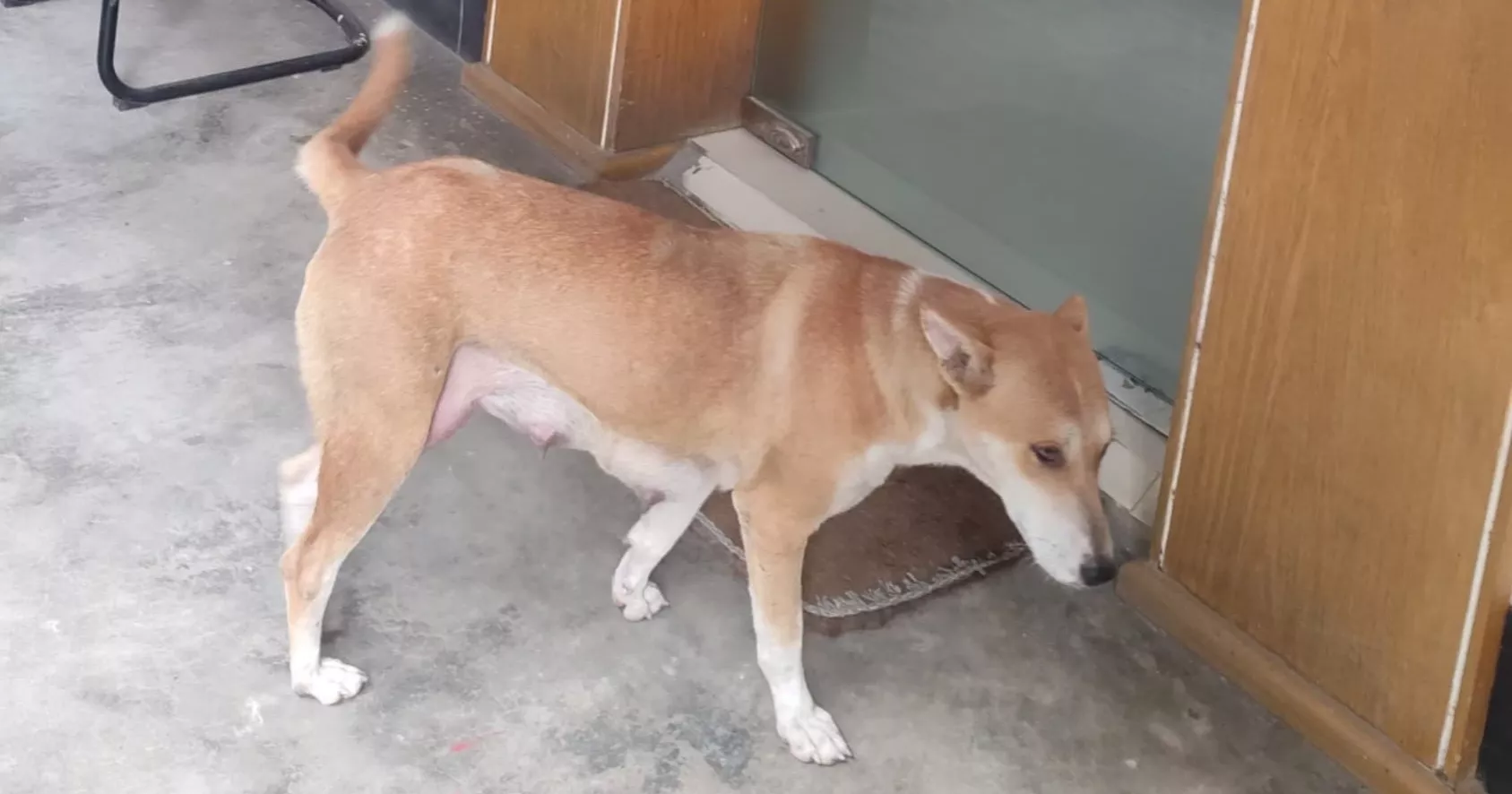 Case filed against woman over drowning of eight puppies in Pabna