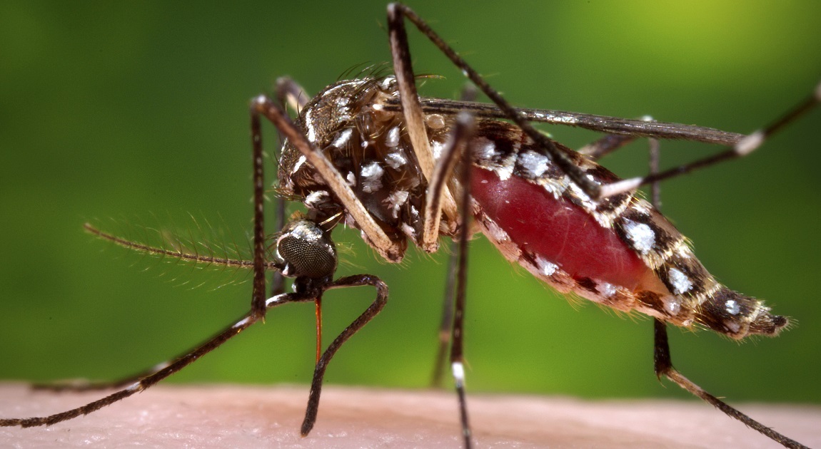 317 new dengue cases in 24 hours, no deaths reported