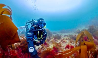Scientist solves 40-year mystery with discovery of rare new seaweed species in UK