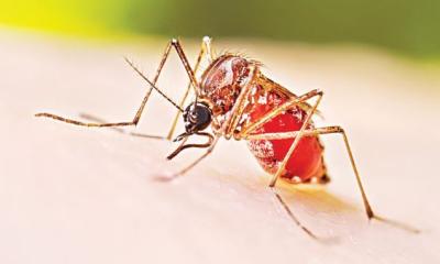204 dengue patients hospitalised in 24hrs