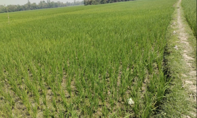 Diesel crisis disrupts irrigation in northern Bangladesh