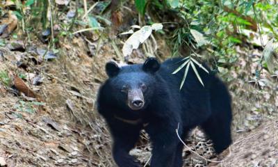 Rare wild Bear spotted in Habiganj deep forest of Bangladesh