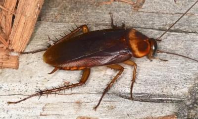 Cockroaches can live without their heads!